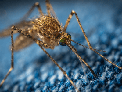 About Ants & Rodents Pest Control McKinney - pest control experts in McKinney